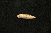 藏品(似謝氏煙管蝸牛)的圖片